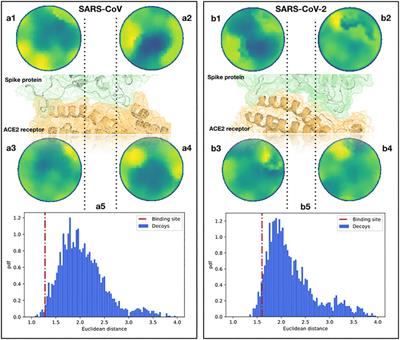 In-Silico Evidence for a Two Receptor Based Strategy of SARS-CoV-2